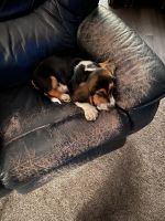 Basset Hound Puppies for sale in Monticello, IN 47960, USA. price: NA
