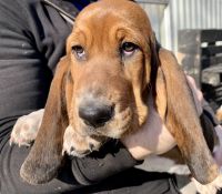 Basset Hound Puppies for sale in Lancaster, PA, USA. price: NA