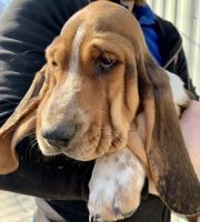 Basset Hound Puppies for sale in Lancaster, PA, USA. price: NA