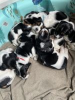 Basset Hound Puppies for sale in Hawthorne, CA, USA. price: NA