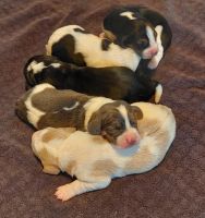 Basset Hound Puppies Photos