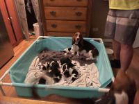 Basset Hound Puppies for sale in Kissimmee, FL, USA. price: NA