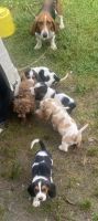 Basset Hound Puppies for sale in 138 Pine Burr Rd, Lumberton, MS 39455, USA. price: NA