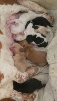 Basset Hound Puppies for sale in Greenleaf, ID 83626, USA. price: NA