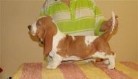 Basset Hound Puppies for sale in Seattle, WA 98122, USA. price: NA