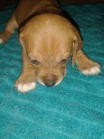 Basset Hound Puppies for sale in Baroda, MI 49101, USA. price: NA