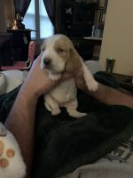 Basset Hound Puppies for sale in London, OH 43140, USA. price: NA