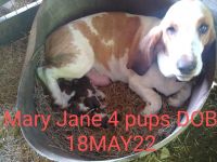 Basset Hound Puppies for sale in Gruetli-Laager, TN, USA. price: NA