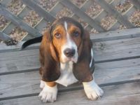 Basset Hound Puppies for sale in Hyderabad, Telangana, India. price: 2 INR