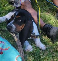 Basset Hound Puppies for sale in Escondido, CA, USA. price: NA