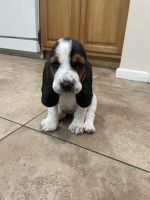 Basset Hound Puppies for sale in Fullerton, CA, USA. price: NA