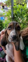 Basset Hound Puppies for sale in Santee, CA, USA. price: NA