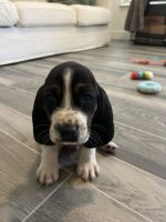 Basset Hound Puppies for sale in Raleigh, NC, USA. price: NA