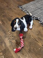 Basset Hound Puppies for sale in Boise, ID 83703, USA. price: NA