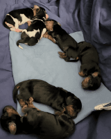 Basset Hound Puppies for sale in Louisville, KY, USA. price: NA