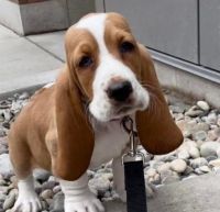 Basset Hound Puppies for sale in Chicago, IL 60605, USA. price: NA