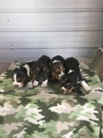 Basset Hound Puppies for sale in Lebanon, MO 65536, USA. price: NA