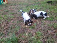 Basset Hound Puppies for sale in Senatobia, MS 38668, USA. price: NA