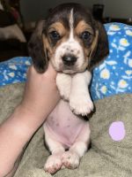 Basset Hound Puppies for sale in Harrison, AR 72601, USA. price: NA