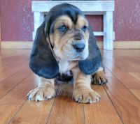 Basset Hound Puppies for sale in Bible Grove, IL 62858, USA. price: NA