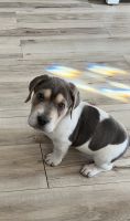 Basset Hound Puppies for sale in Rittman, OH 44270, USA. price: NA