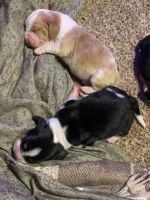 Basset Hound Puppies for sale in Monroe, OR 97456, USA. price: NA