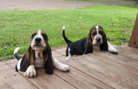 Basset Hound Puppies for sale in Saxon, WI 54559, USA. price: $900