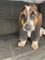 Basset Hound Puppies for sale in Phoenix, AZ, USA. price: $300