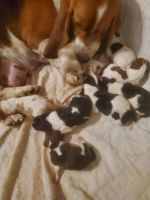 Basset Hound Puppies for sale in Mt Gilead, OH 43338, USA. price: $120,000
