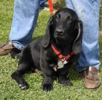 Basset Hound Puppies for sale in Abbeville, GA 31001, USA. price: $20,000