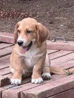 Basset Hound Puppies for sale in Shippensburg, PA 17257, USA. price: $300