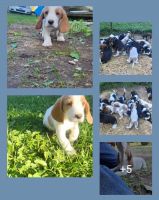 Basset Hound Puppies for sale in Carrollton, OH 44615, USA. price: $800