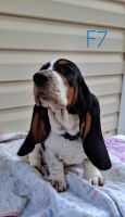 Basset Hound Puppies for sale in Wilkesboro, NC, USA. price: $700