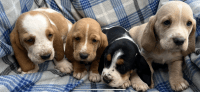 Basset Hound Puppies for sale in Weston, WV 26452, USA. price: $700