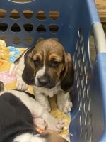 Basset Hound Puppies for sale in Clarksville, TN, USA. price: $1,200
