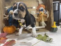 Basset Hound Puppies for sale in Morley, MI 49336, USA. price: $65,000