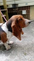 Basset Hound Puppies for sale in Wilkesboro, NC, USA. price: $100