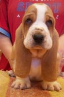 Basset Hound Puppies for sale in Findlay, OH 45840, USA. price: $500