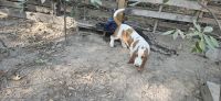 Basset Hound Puppies for sale in Houston, TX, USA. price: $1,500