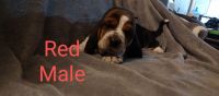 Basset Hound Puppies for sale in Midland, MI 48642, USA. price: $800