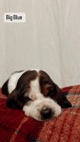 Basset Hound Puppies for sale in Sparta, Michigan. price: $1,000