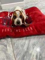 Basset Hound Puppies for sale in Phoenix, Arizona. price: $1,200