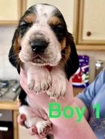 Basset Hound Puppies for sale in St. Louis, MO, USA. price: $350