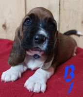 Basset Hound Puppies for sale in Lanesville, Indiana. price: $500