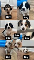 Basset Hound Puppies for sale in Austin, Texas. price: NA