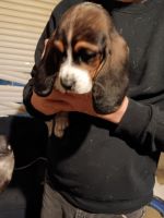 Basset Hound Puppies for sale in Genoa, New York. price: $1,000