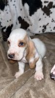 Basset Hound Puppies for sale in Plant City, Florida. price: $1,300