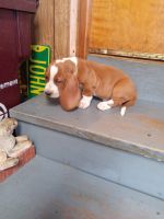 Basset Hound Puppies for sale in Kokomo, IN, USA. price: $600