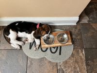 Basset Hound Puppies for sale in York, Pennsylvania. price: $400