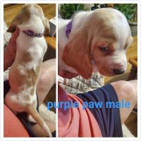 Basset Hound Puppies for sale in Indianapolis, IN, USA. price: $800